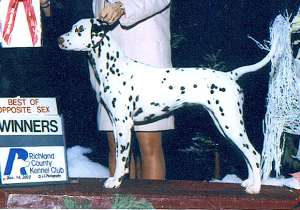 Margie winning her first major as a puppy