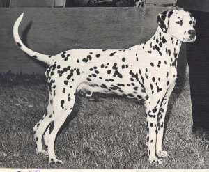 Olaf going BoW at CDC 1966