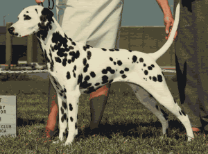 Polly winning the Bred By Exhibitor Class at DCA