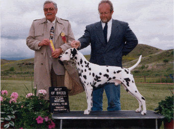 Seger going BoB, handled by his owner Patrick Jones