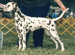 Shasta the Showdog