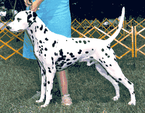 Toby winning the Veterans Class DCA week '81 in Ohio, handled by his owner at the time Judy Box 