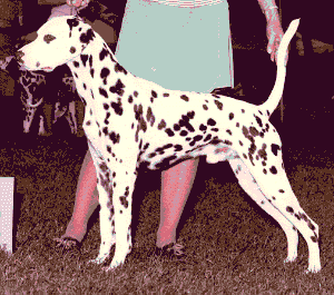 Torch going Best of Breed at the New York Specialty in 1978