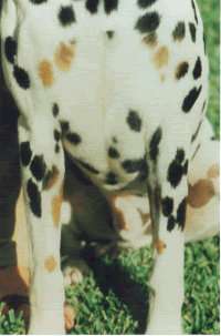 This is a perfect example of a tri patterned dog