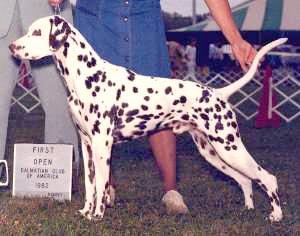 Vicor winning the Open Liver Class at DCA '82 under Jack Austin