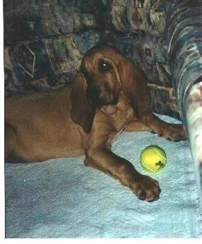 Lilly with her tennis ball.