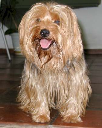 Yorky