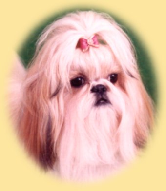 Shih Tzu - Georgie