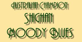 Australian Champion Shighan Moody Blues - Jazz