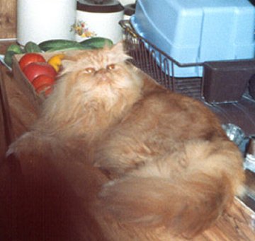 Keeping this kitchen clean is HARD work!