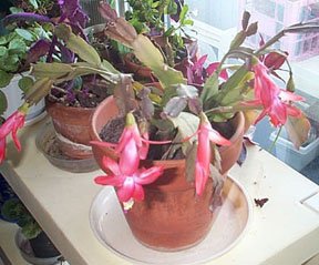 Mom's Christmas Cactus