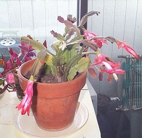 Mom's Christmas Cactus