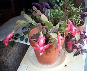 Mom's Christmas Cactus