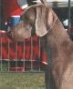 The Weimaraner Web Ring!