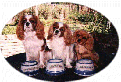 3 dogs and their bowls