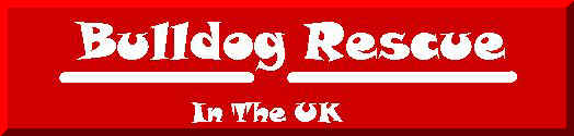 Bulldog Rescue In The UK