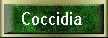 Coccidia