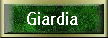 Giardia