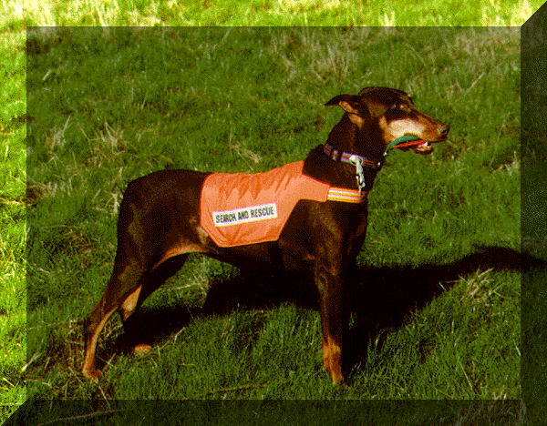 Doberman Resgate