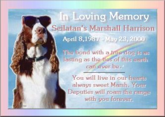 Marshall: 13 Years of Love,Laughter and Licks