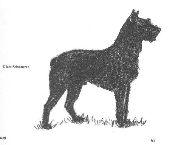 Giant Schnauzer by Gladys Cook