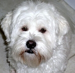 Benji the Westie and Lhasa Apso