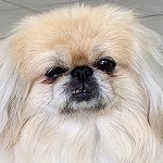 Peaches the Pekingese