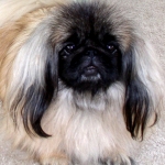 Shelly the Pekingese