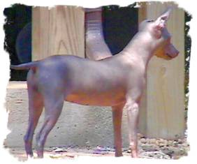 American Hairless Terriers