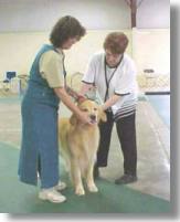 Golden Retriever being judged