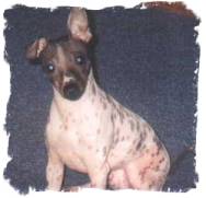 American Hairless Terrier