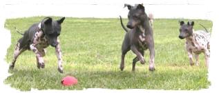 American Hairless Terriers