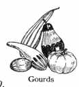 A GOURD GROUPING