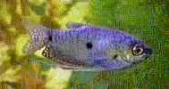 blue_gourami.jpg (3886 bytes)