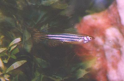 danio1.jpg (14250 bytes)