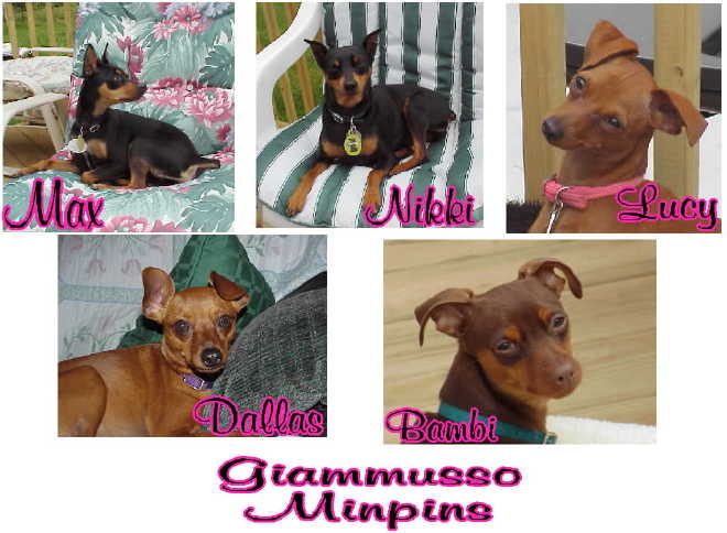 Giammusso Minpins