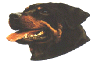 rottweiler.gif (6053 bytes)