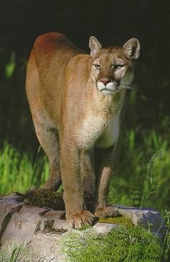 Cougar