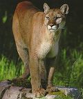 Cougar