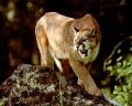 Cougar