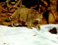 European Wild Cat