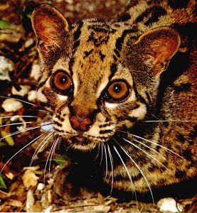 Marbled Cat