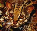 Marbled Cat