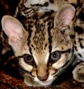 Margay