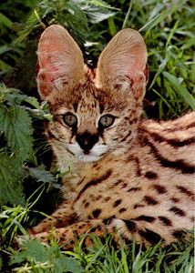 Serval