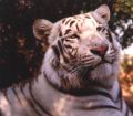 White Tiger