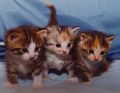 Three Kittens