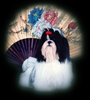 Shih Tzu image