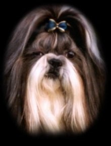 Shih Tzu image