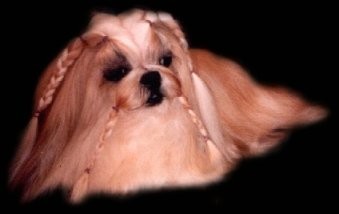 Shih Tzu image